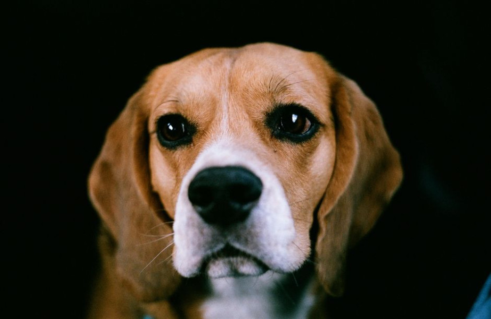 Nederlandse naam beagle: hoe het ras hier heet en welke roepnaam past